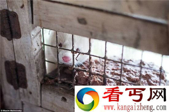 活剥貂皮场景实拍 数千尸体遗弃荒野