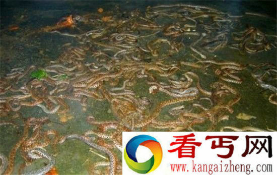 恐怖一幕:重庆怪湖泉眼竟喷出上万条蛇!