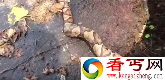 男子砍断蛇头之后 离奇一幕惊悚上演