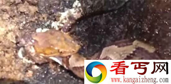 男子砍断蛇头之后 离奇一幕惊悚上演