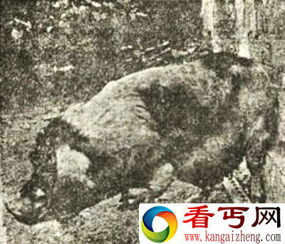 上海人畜轮回事件 乡间恶霸转世轮回为猪