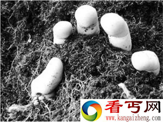印度神秘仪式习俗 当地官员竟将自己的婴儿活埋祭祀