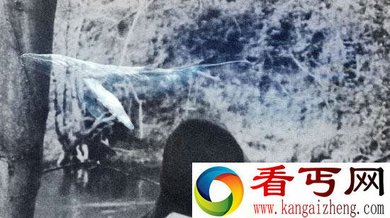 蓝鲸疑流入香港3人网上发文自残 蓝鲸游戏任务是什么?