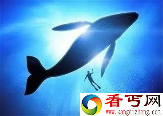 粉鲸游戏是什么?蓝鲸游戏50指令与粉鲸游戏有什么区别?