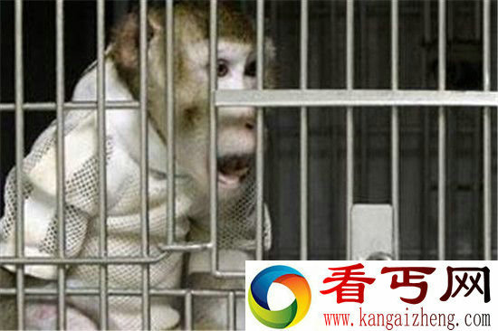 大师兄移植了二师兄的心脏 活了两年以上
