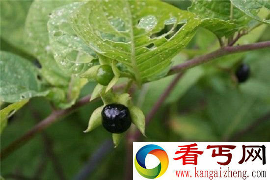 细数十五种夺人命的有毒植物 苹果居然也有毒