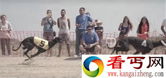 灵缇犬的命运 一只西班牙竞速犬的一生