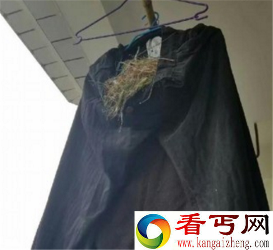 鸟在衣服筑巢下蛋怎么办?在线等挺急的
