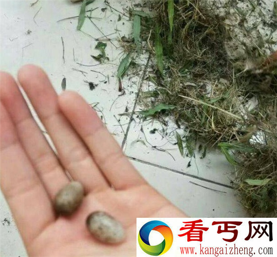 鸟在衣服筑巢下蛋怎么办?在线等挺急的