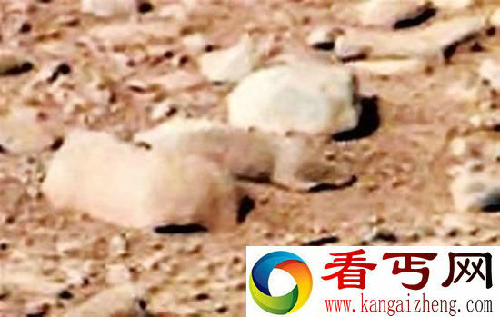 天文爱好者发现火星“原著民” 竟然不像外星生物