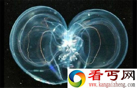 地球物种数量已达到10000亿种 99%未知