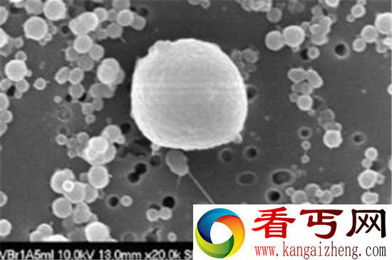 地球物种数量已达到10000亿种 99%未知