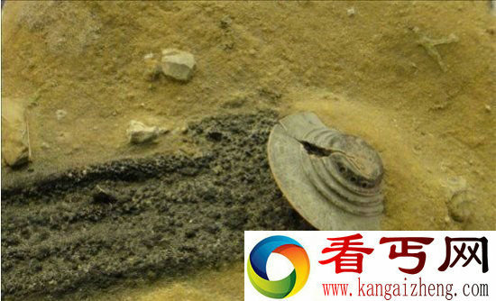 神秘UFO在地球坠毁 留外星人婴儿?