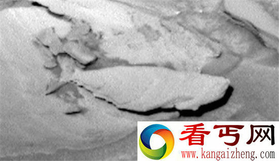 火星发现鱼类化石 猜测曾被海洋所覆盖