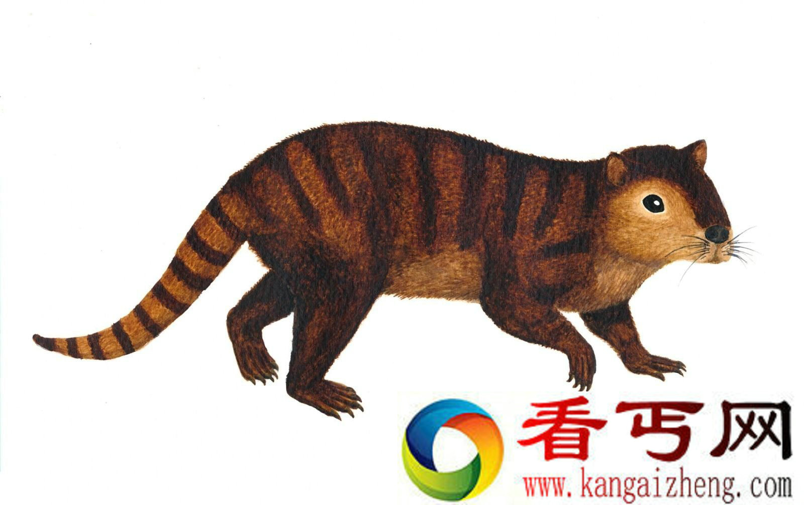 人类祖先新发现 竟然是这样的一只小“老鼠”