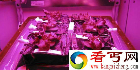 宇航员太空培育蔬菜 28天即成熟可食