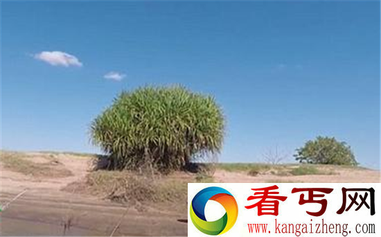 渔夫惊扰五米长巨鳄遭追逐