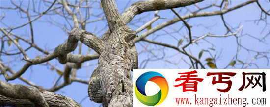 动物界十大伪装大师 不用心看肯定看不到它们