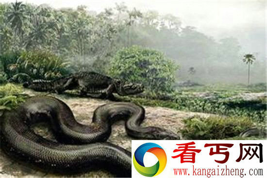 世界上最大的蛇 史前巨蟒竟可生吞霸王龙惊呆了?