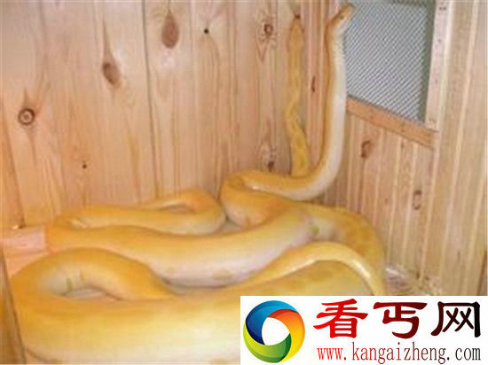 恐怖玻璃蛇竟是远古九头蛇后裔 世界最大蛇盘点