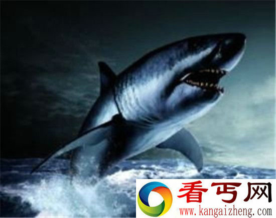 世界上最恐怖的动物 巨齿鲨撕咬霸王龙震撼!