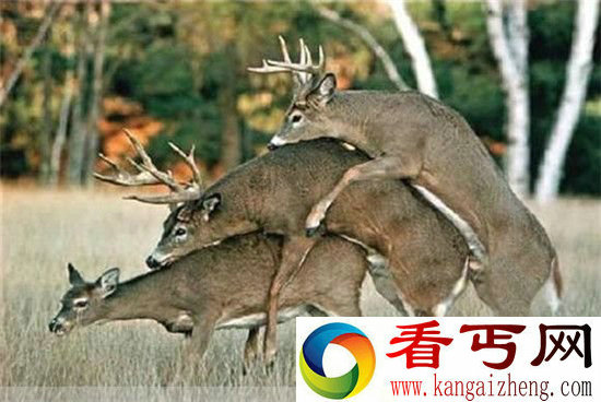 抓拍动物世界性行为 发情期动物跨物种强奸