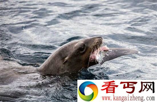 动物大战生死瞬间大盘点 凶猛鲨鱼被海狮吃掉