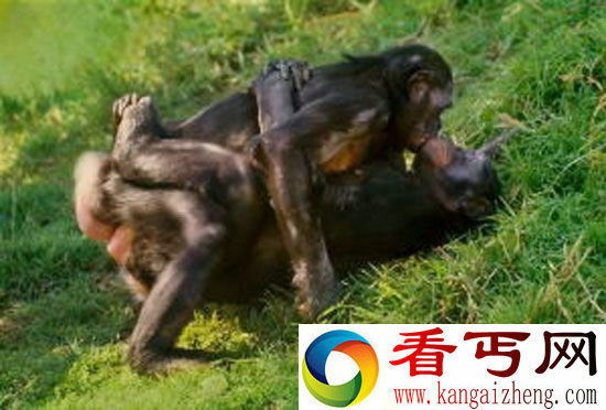 倭黑猩猩疯狂性行为一言不合就交配