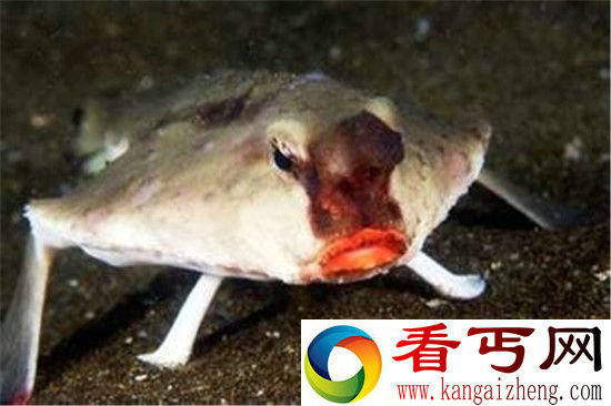 全球最罕见动物盘点一生最多看一次!