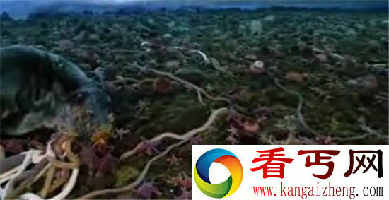 南极巨虫吞食海豹全过程曝光 3米巨虫恐怖异常