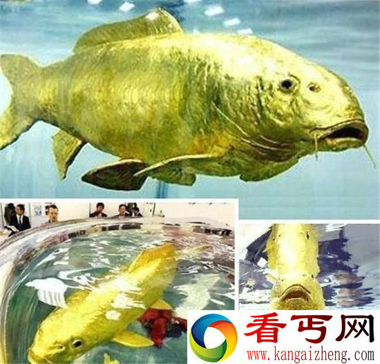 这些动物身上竟然长着24K黄金 太不可思议了!