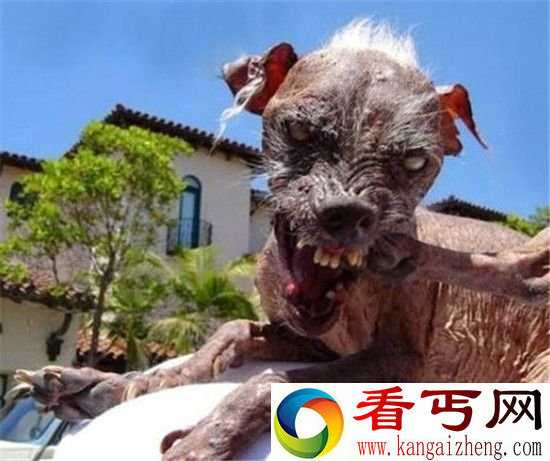 世界十大最丑的狗 真是不忍直视!