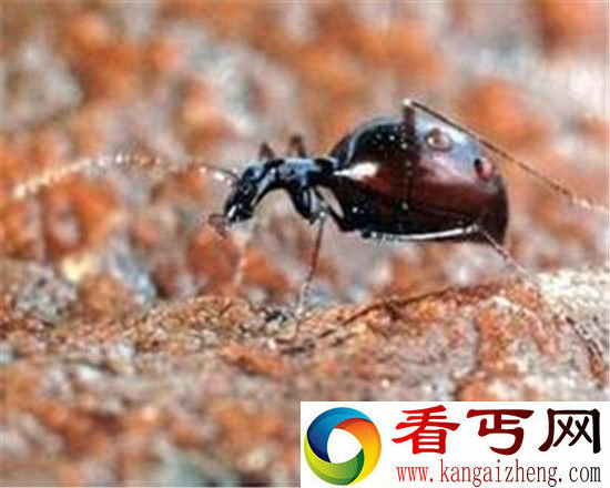 世界八大没眼睛的动物 竟能活百年?