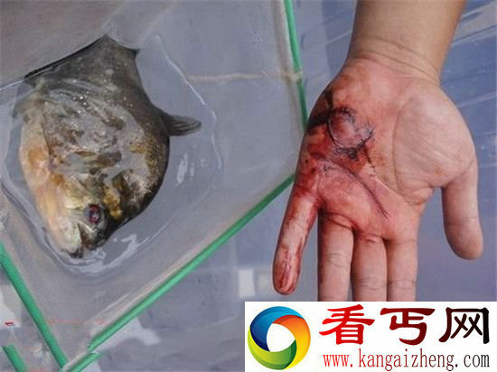 食人鱼竟有人当宠物养?宠物变祸害
