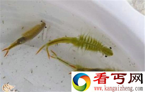 史前动物仙女虾 比恐龙强百倍的存在!