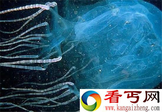 杀人蝎大战毒蜘蛛双双死亡 动物界十大毒物