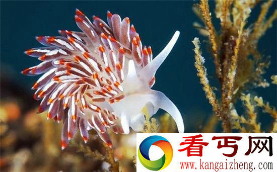 巴厘岛发现奇特海兔 外形可爱如卡通奶牛
