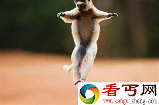 动物界十大舞蹈家!轻盈优雅多为求偶
