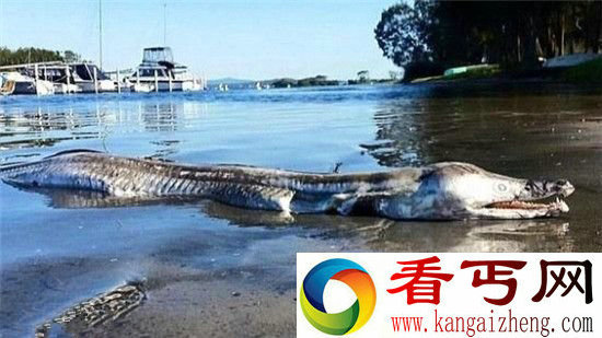 史前生物!澳洲湖畔现怪鱼尸体 尖牙利齿