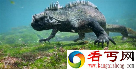 太平洋惊现神秘巨蜥 哥斯拉走出电影荧屏