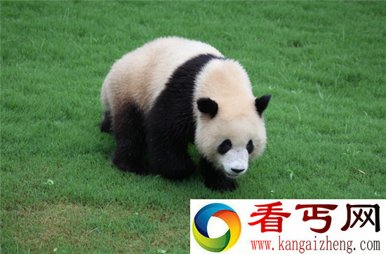 大熊猫你不知道的五件事 为夺性伴侣凶猛残暴