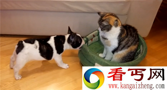 猫狗大战太蠢萌!实拍小奶狗出击喵星人