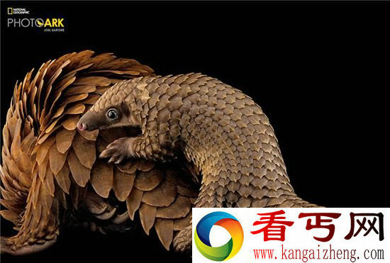 惊艳濒危动物高清写真 见过一种了不得!