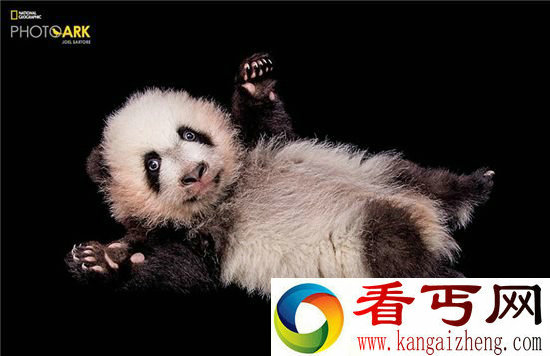 惊艳濒危动物高清写真 见过一种了不得!