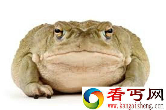 盘点世界九大神奇动物 就是会膨胀