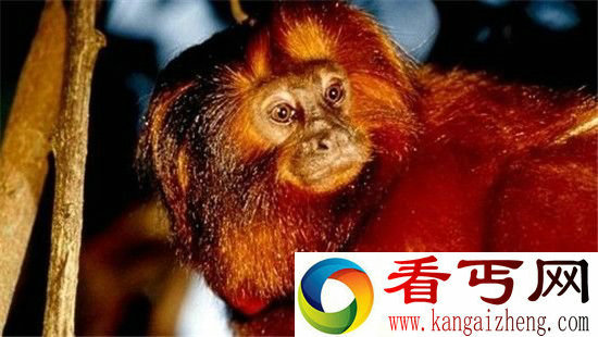 盘点!世界上濒临灭绝的奇特猴子