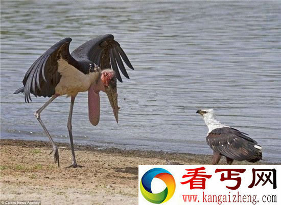 动物界战争:为一条鲶鱼鱼鹰与秃鹫上演龙虎斗