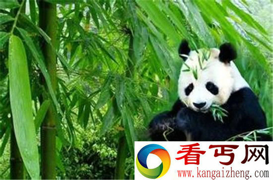 大熊猫吃素为什么长那么胖?广大女生终于有救了!