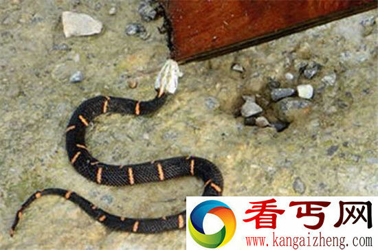 喜马拉雅白头蛇毒性堪比箭毒蛙瞬间毙命!