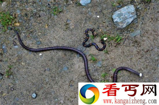 喜马拉雅白头蛇毒性堪比箭毒蛙瞬间毙命!